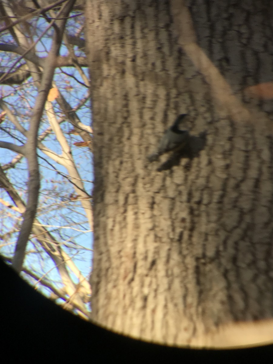 White-breasted Nuthatch - ML81732721
