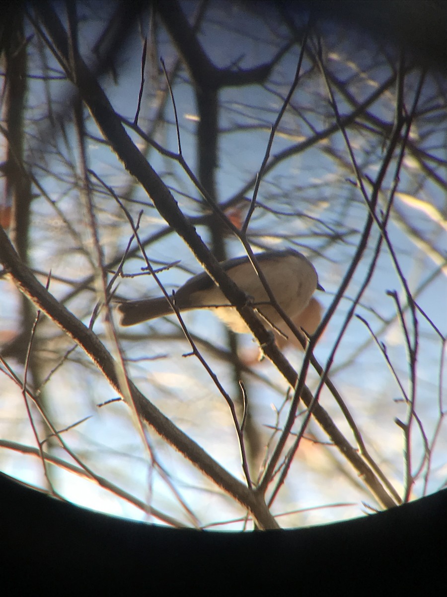 Tufted Titmouse - ML81732731