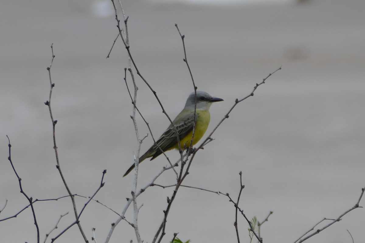 Tropical Kingbird - ML81733451