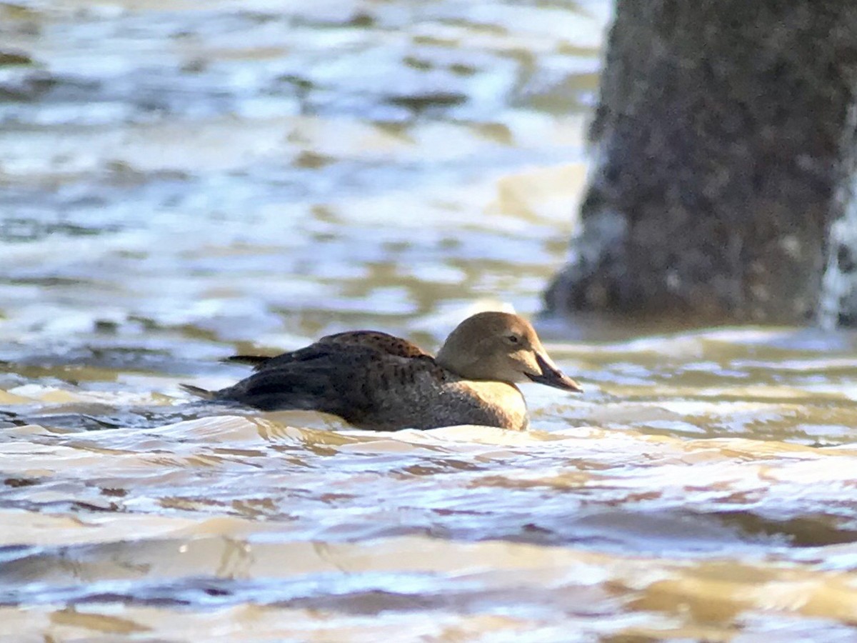 King Eider - Steve McInnis