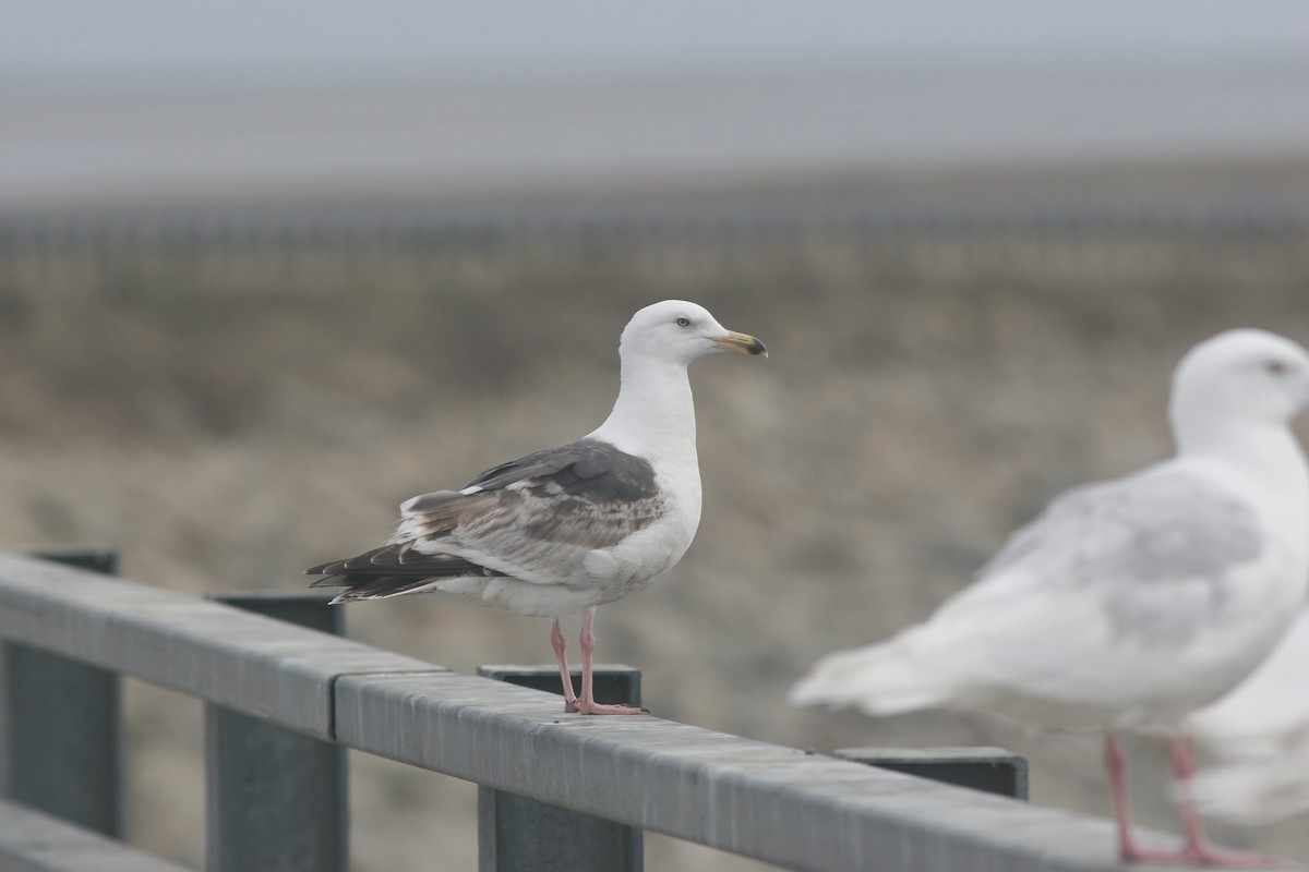 Slaty-backed Gull - Markus Deutsch