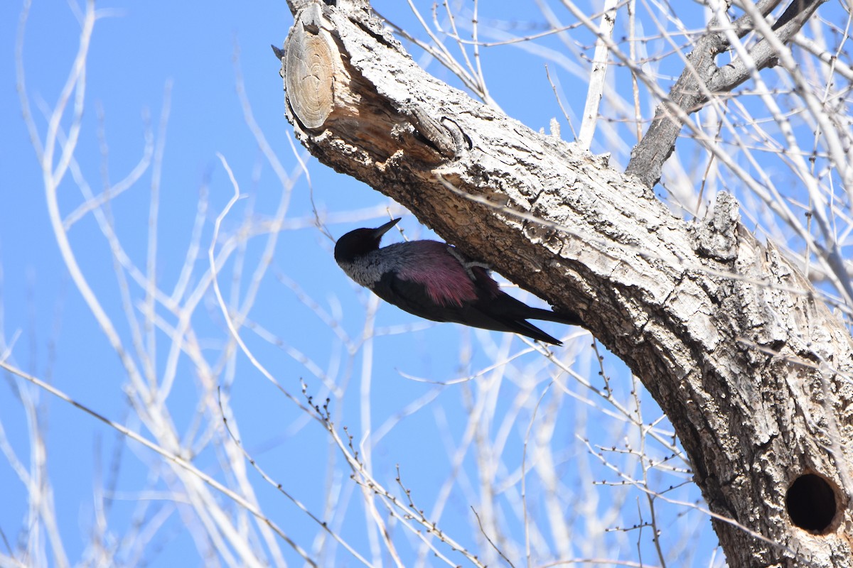 Lewis's Woodpecker - ML81734261