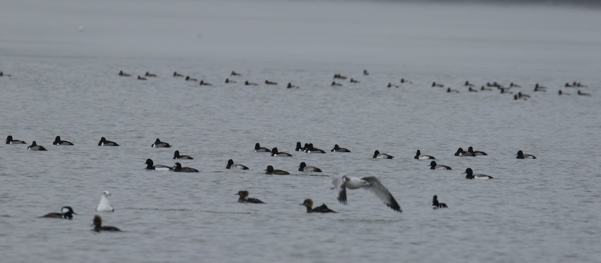 Greater/Lesser Scaup - ML81735941