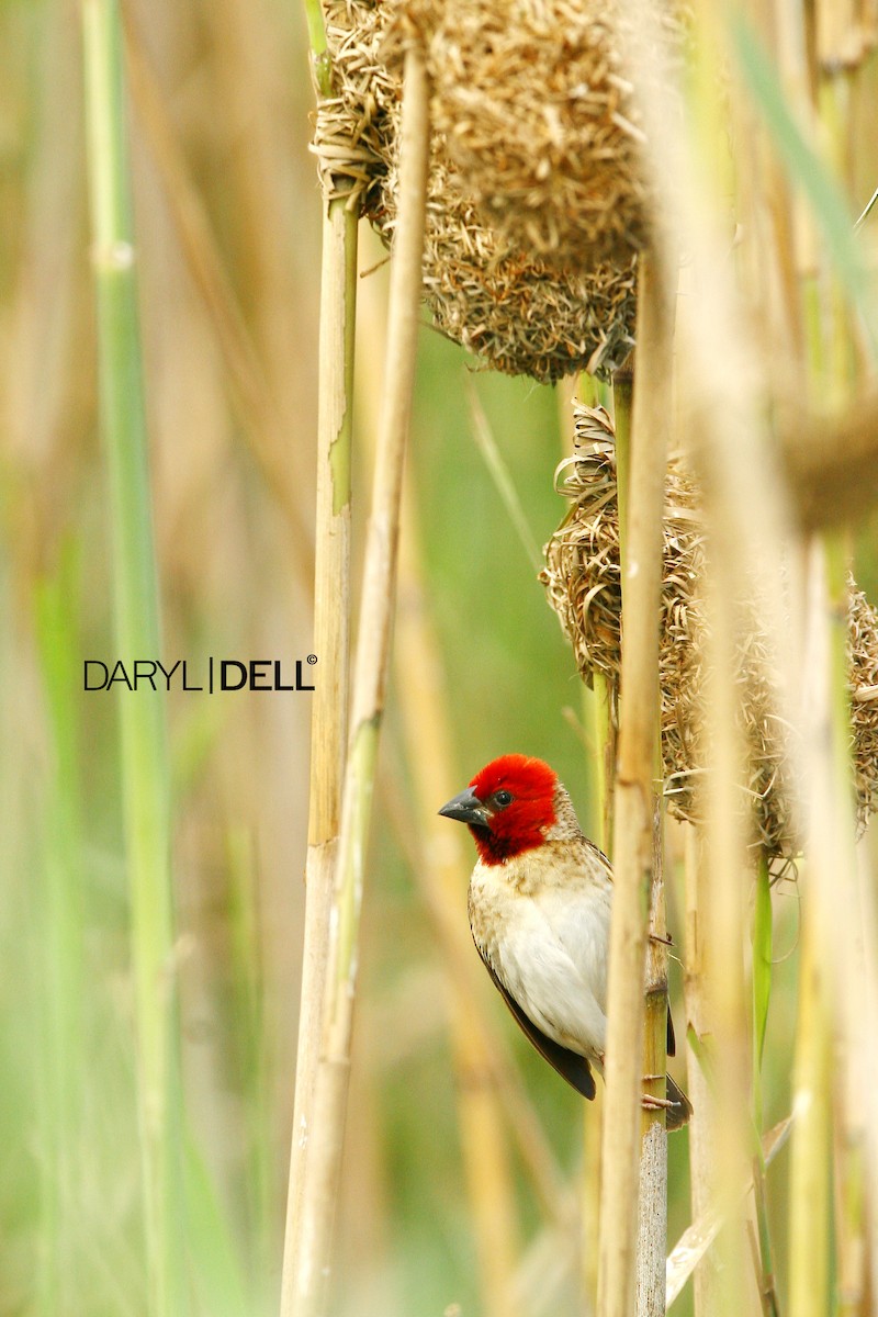 Red-headed Quelea - Daryl Dell