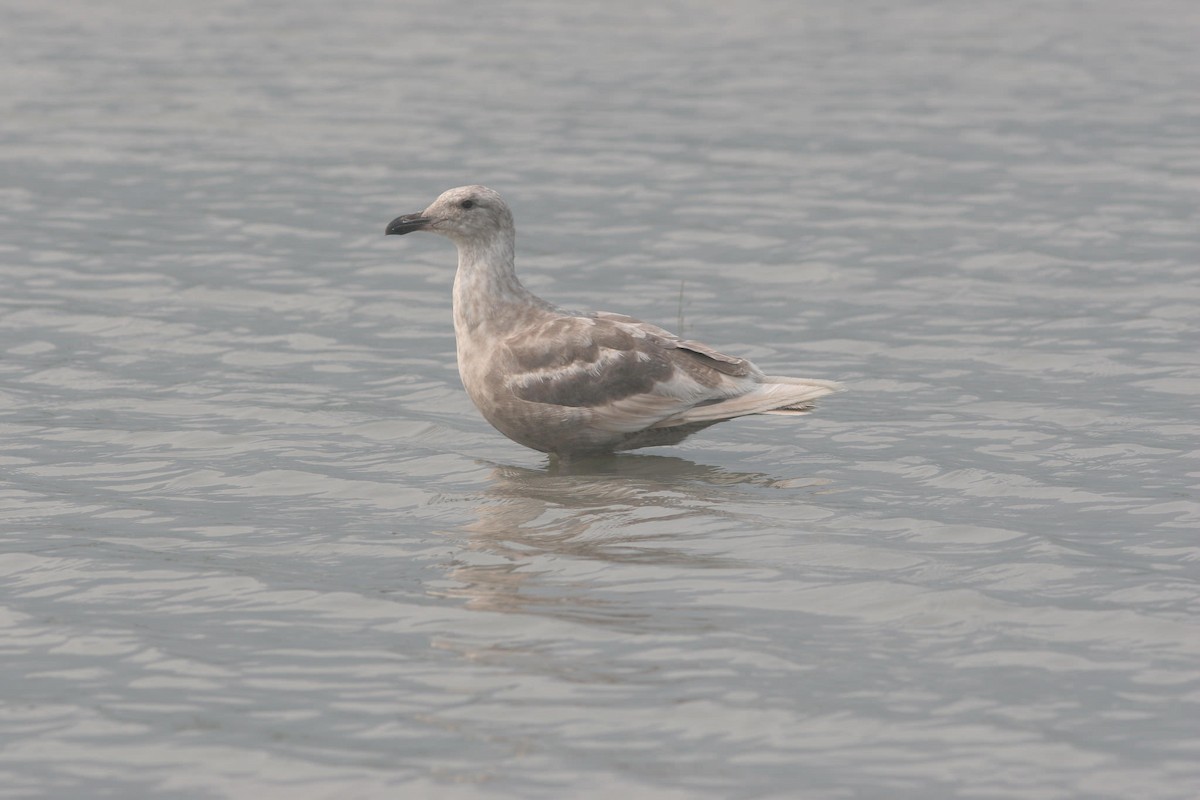 Glaucous-winged Gull - ML81736781