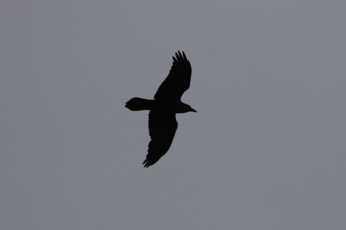 Common Raven - ML81738991