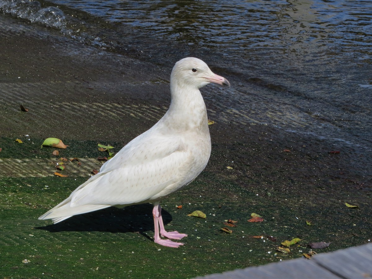 Glaucous Gull - ML81739571