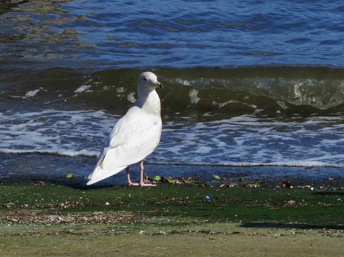 Glaucous Gull - Susan Young