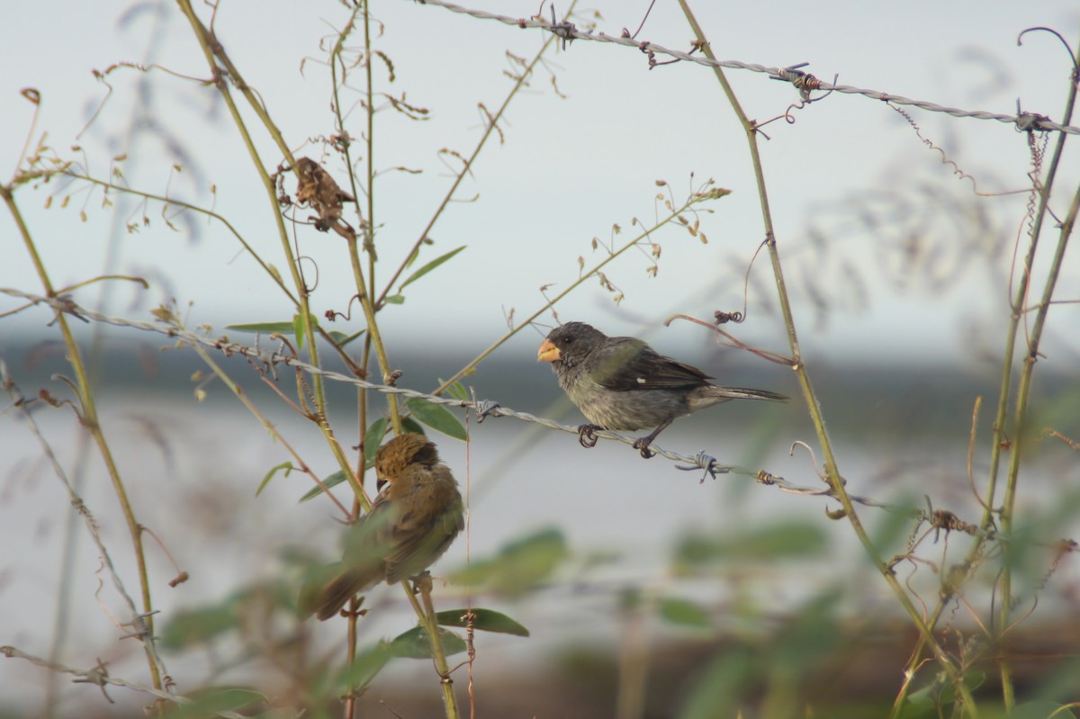 Gray Seedeater - ML81739831