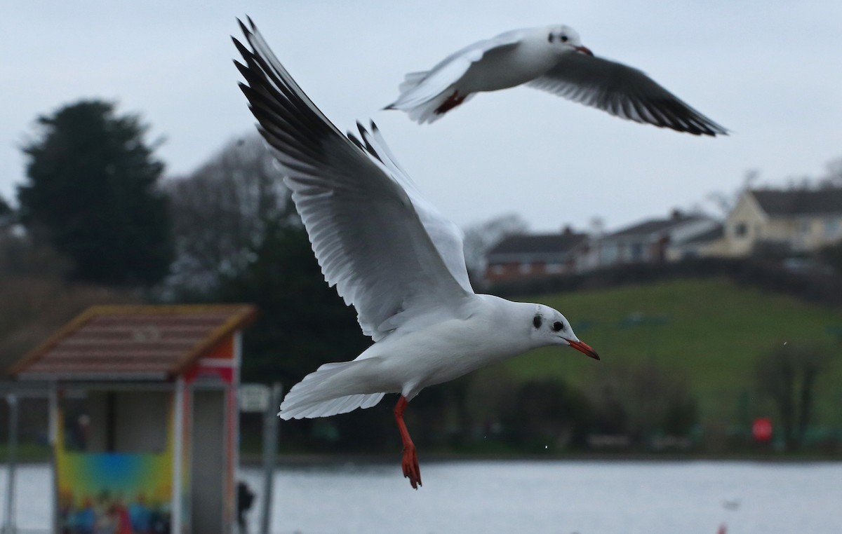 Black-headed Gull - ML81740721