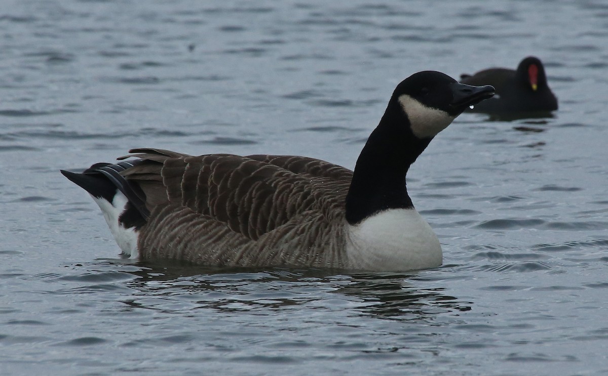 Canada Goose - Paul Chapman