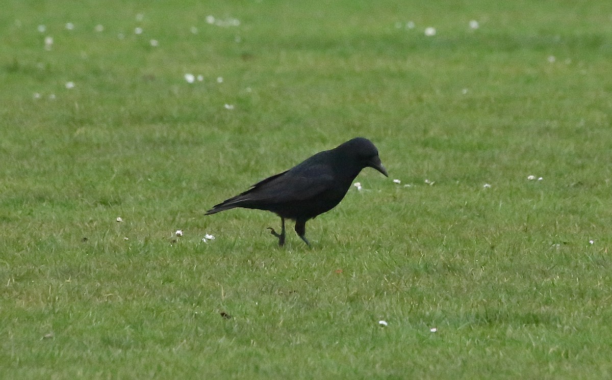 Carrion Crow - ML81740911