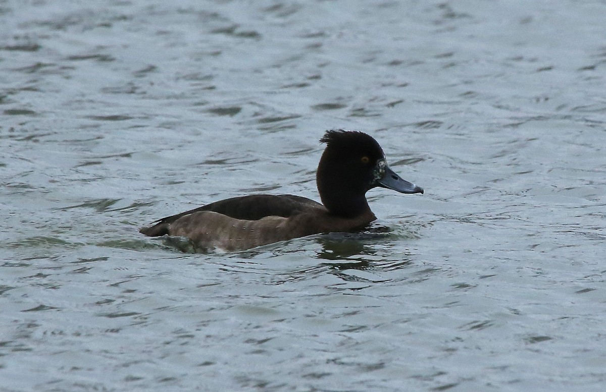 Tufted Duck - ML81741201