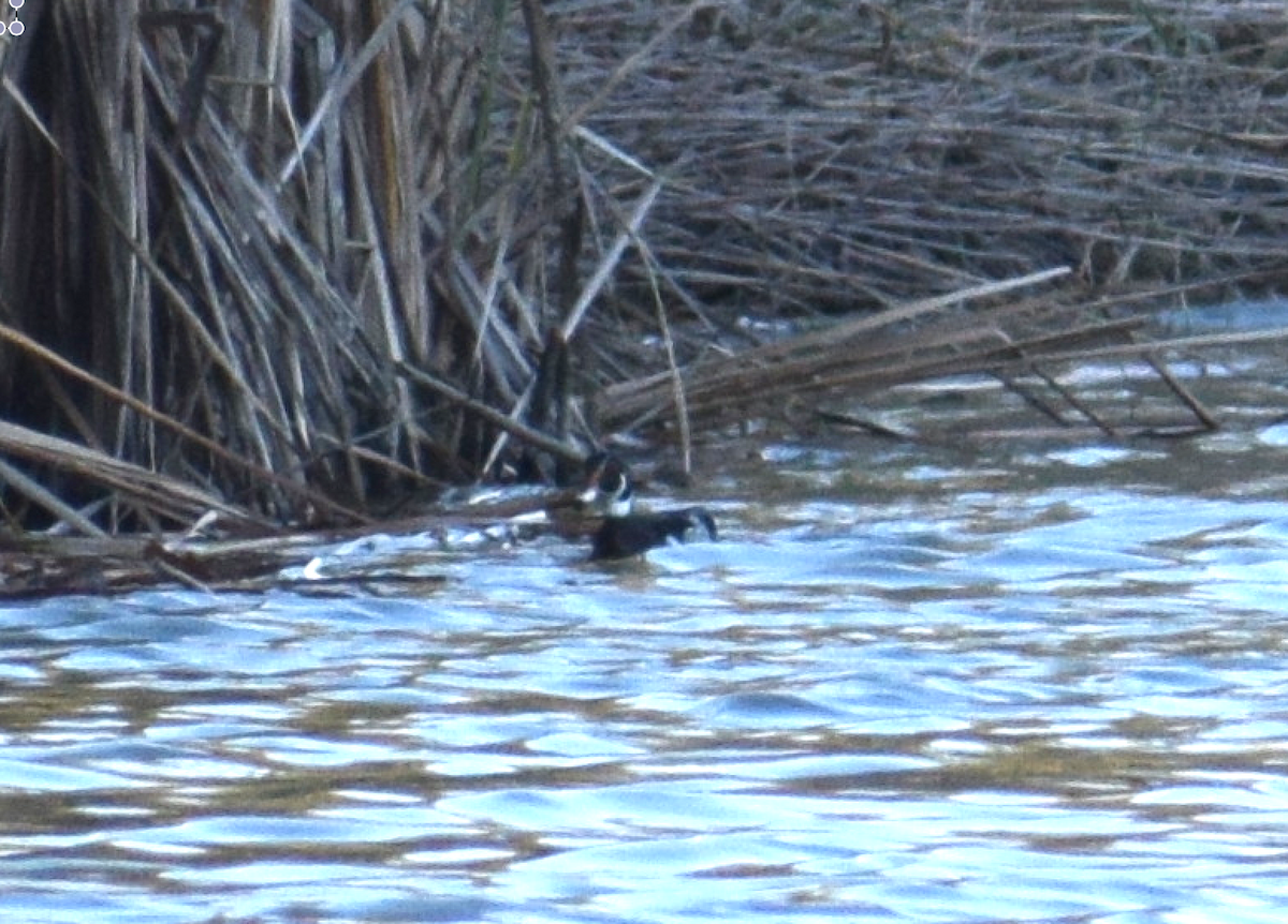 Wood Duck - ML81741411