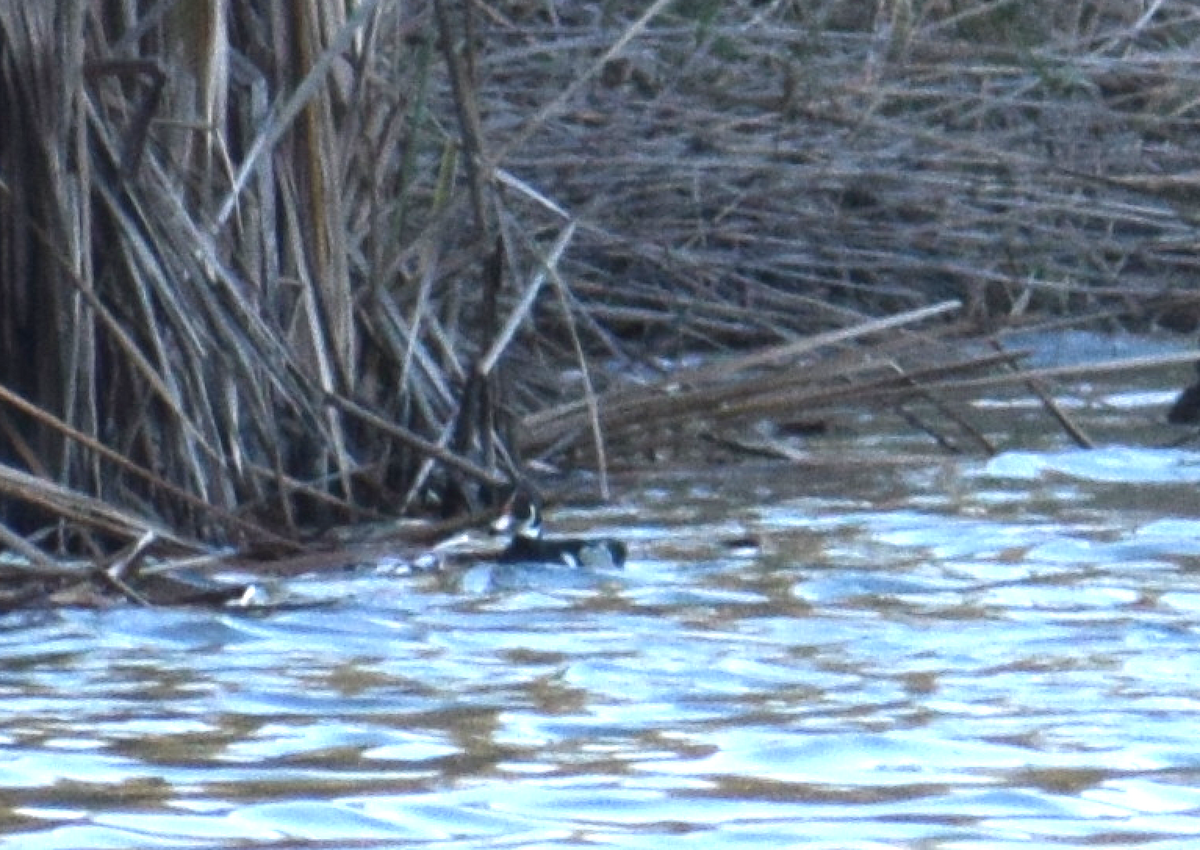 Wood Duck - ML81741421