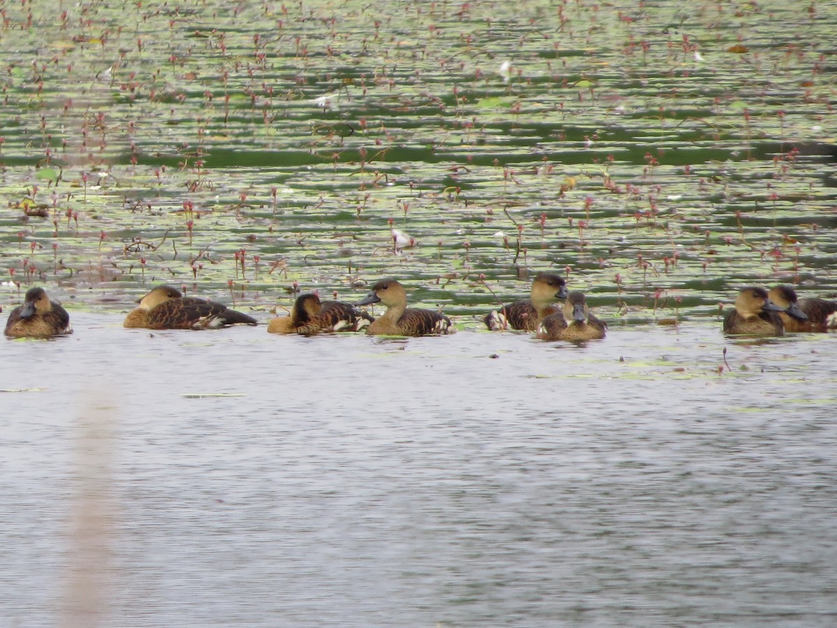 Wandering Whistling-Duck - David and Regan Goodyear