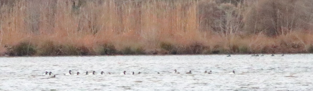 Canvasback - ML81742451