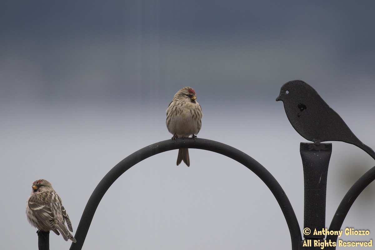 Common Redpoll - Anthony Gliozzo