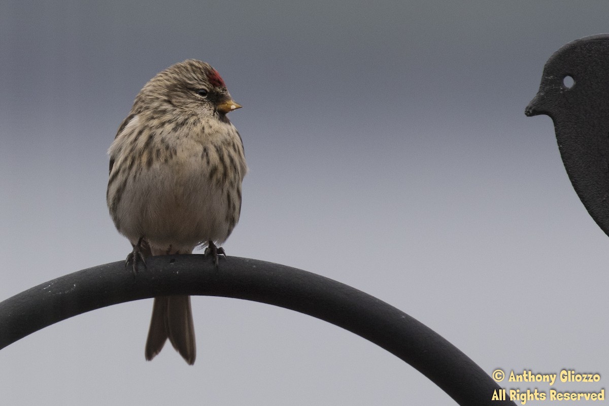 Common Redpoll - ML81742611