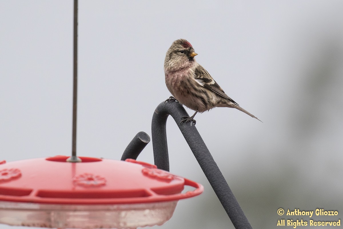 Common Redpoll - ML81742621