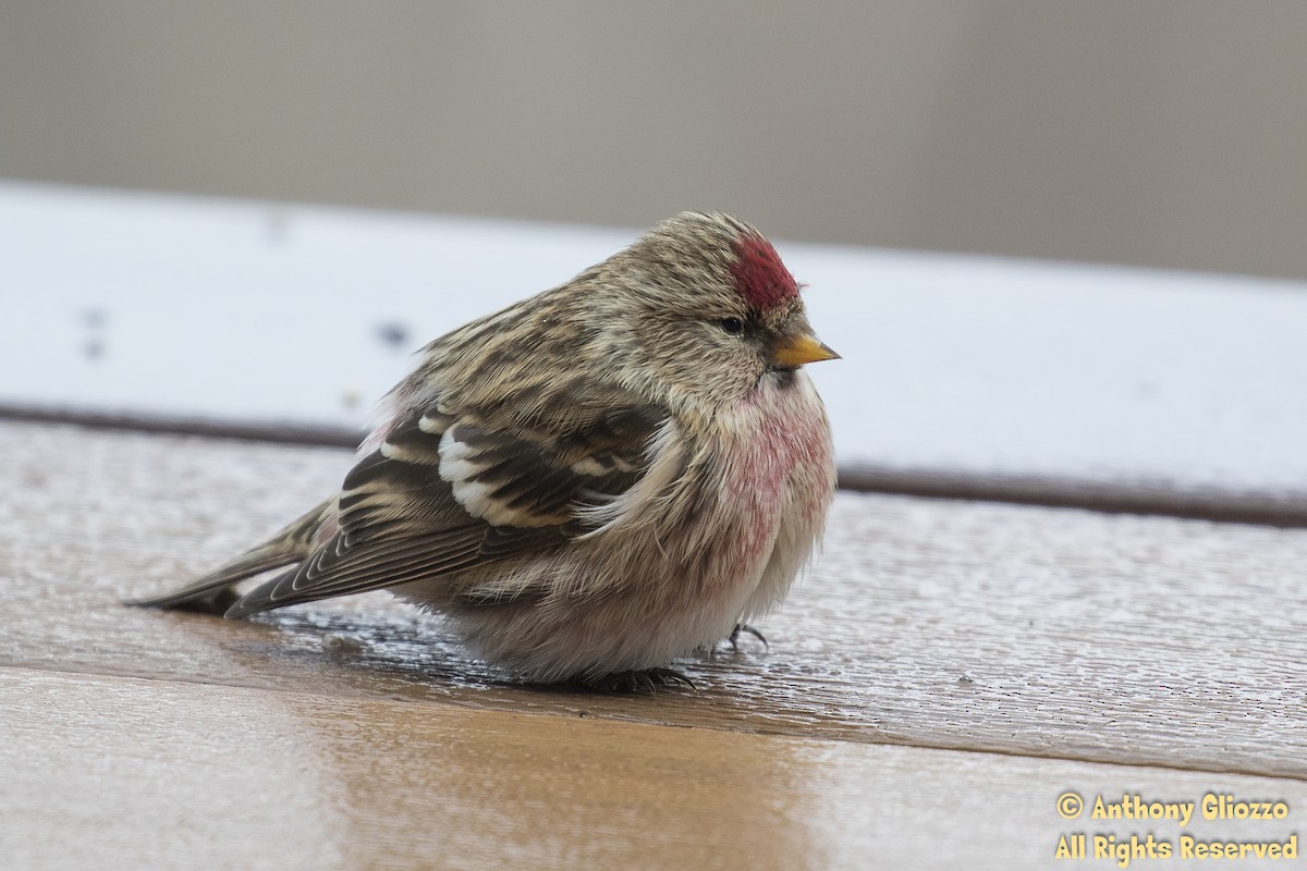 Common Redpoll - ML81742641