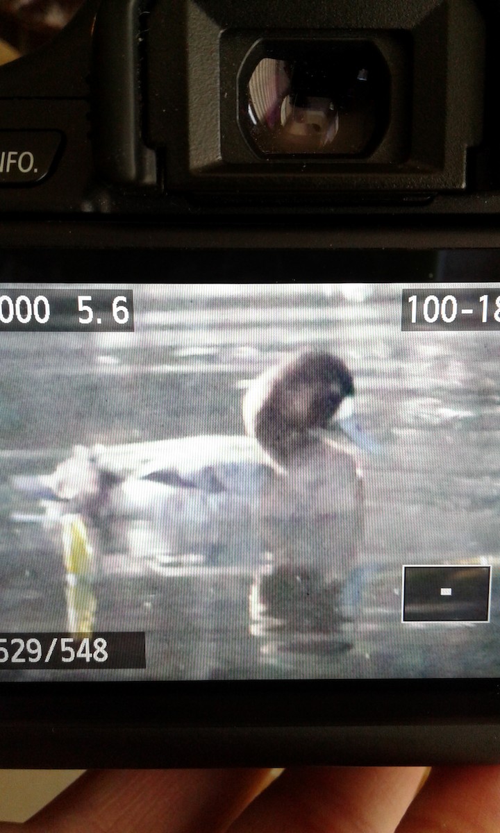 Lesser Scaup - ML81743871