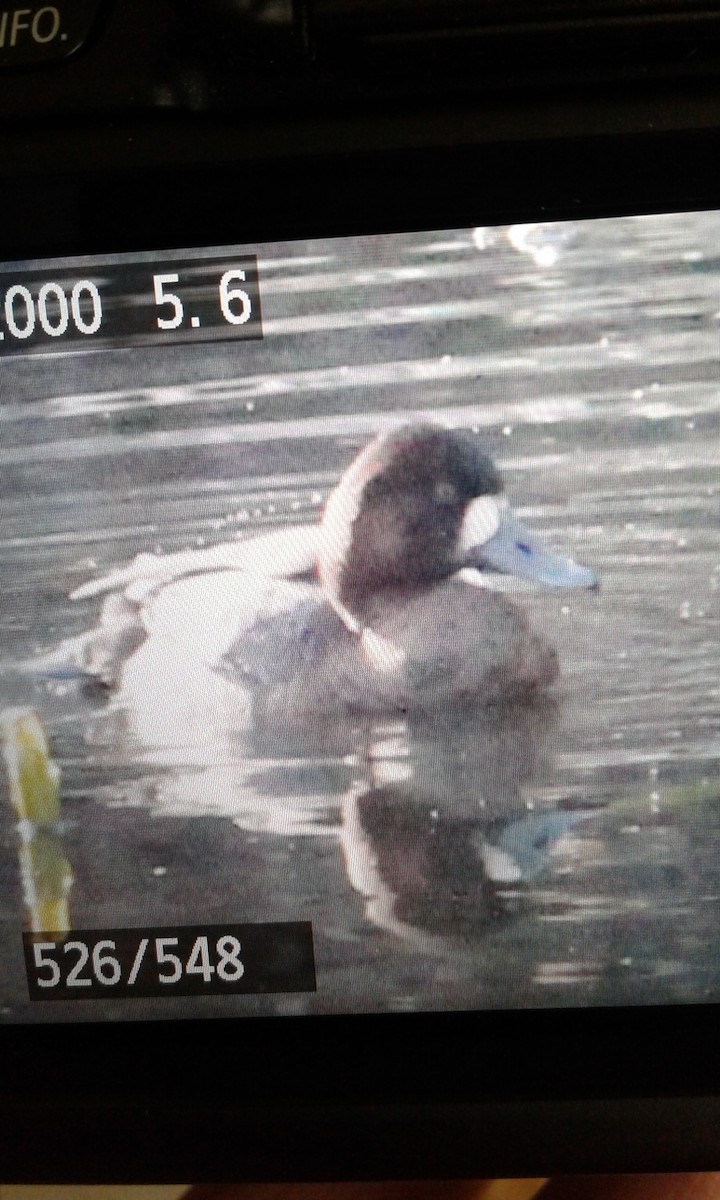 Lesser Scaup - ML81743951
