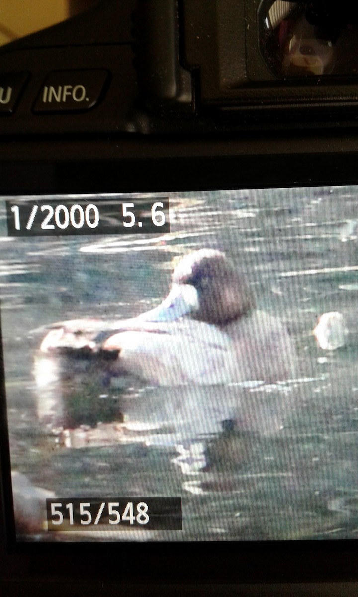 Lesser Scaup - ML81743981