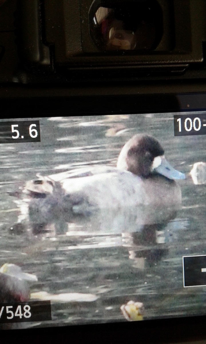 Lesser Scaup - ML81744021
