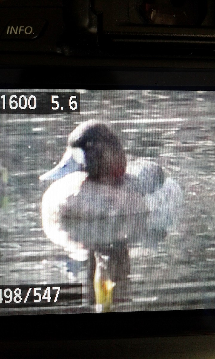 Lesser Scaup - ML81744031