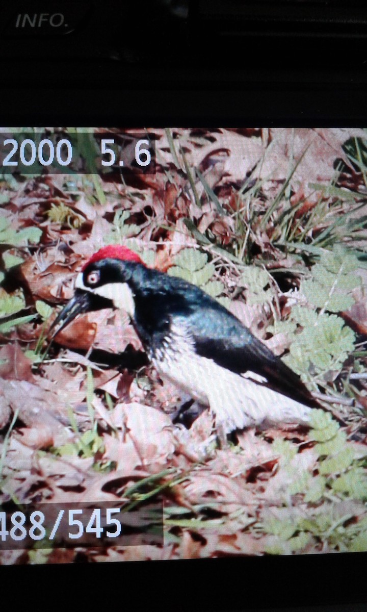 Acorn Woodpecker - ML81744161