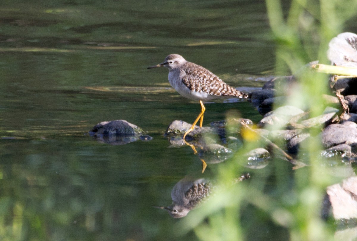 Wood Sandpiper - ML81744181