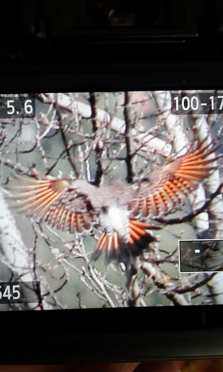 Northern Flicker (Yellow-shafted x Red-shafted) - ML81744201