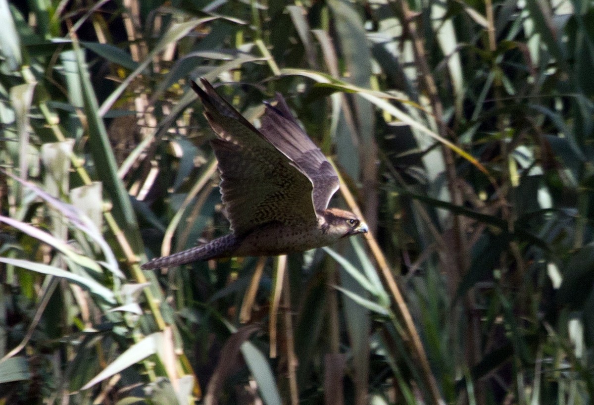 Lanner Falcon - ML81744561