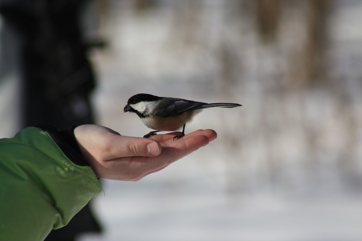 Black-capped Chickadee - Guy Brouillard