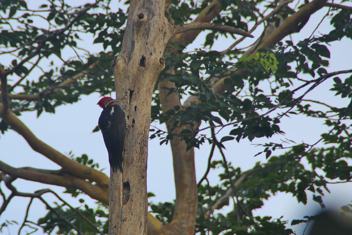 Lineated Woodpecker - ML81745181