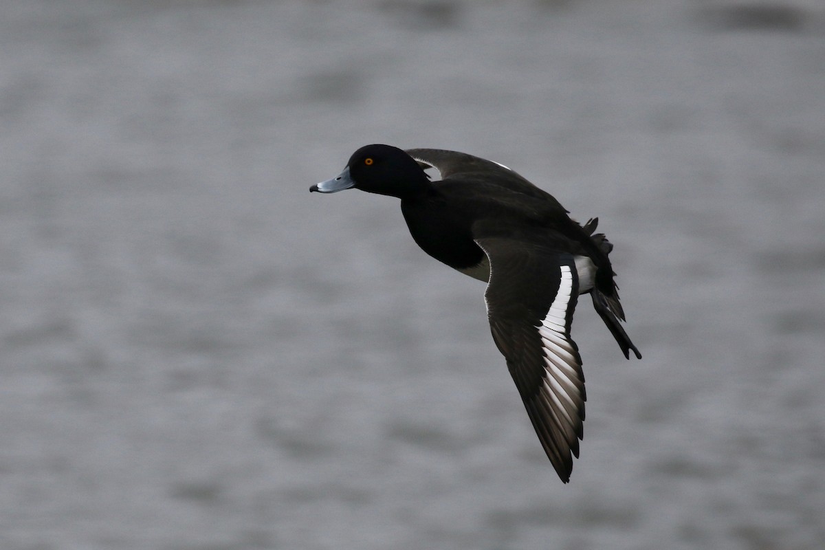 Tufted Duck - Alvan Buckley