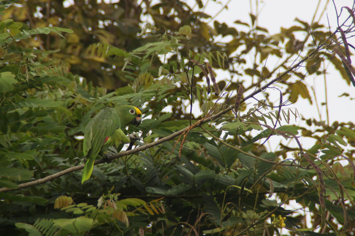 Yellow-crowned Parrot - ML81745721