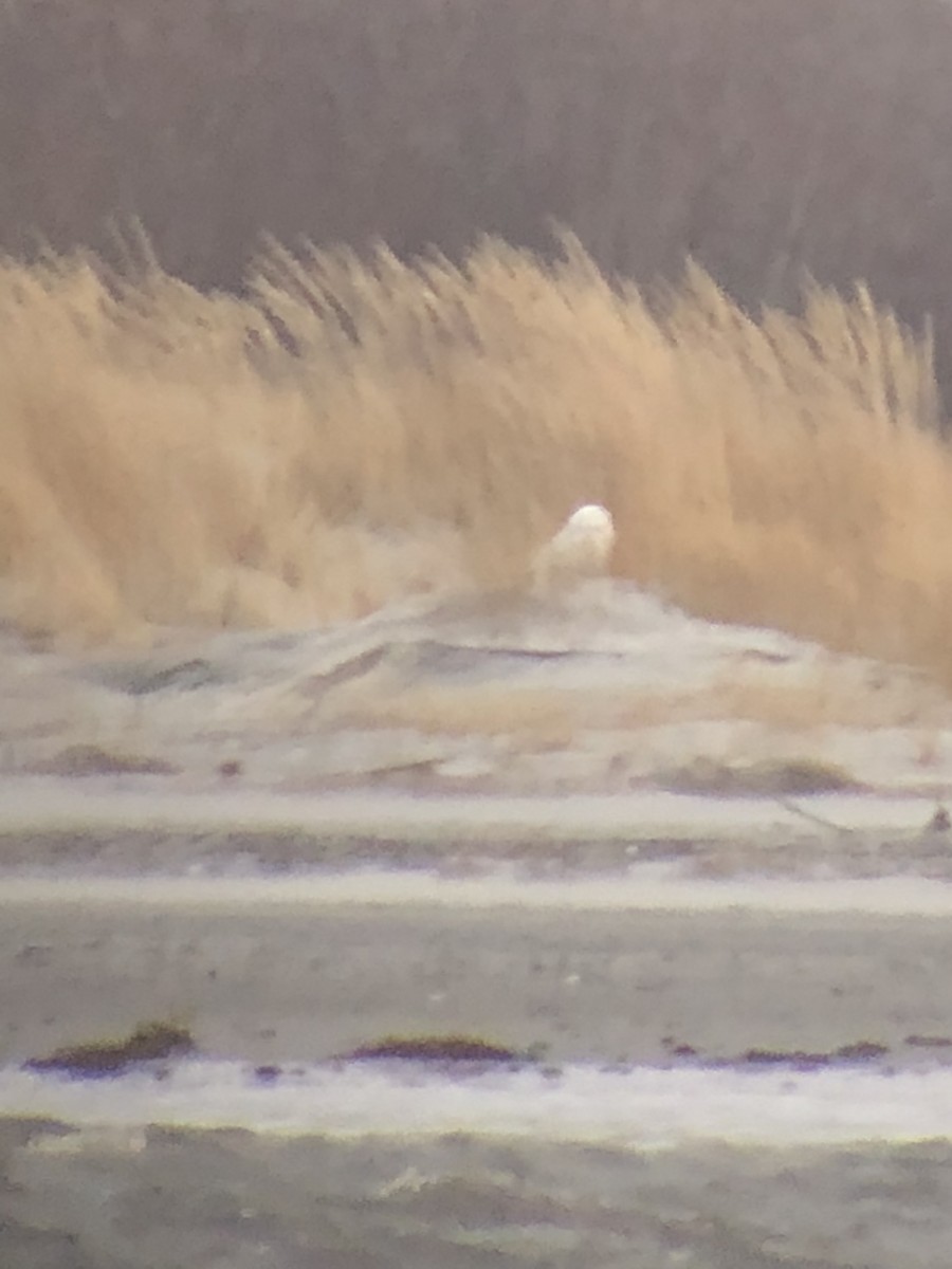 Snowy Owl - Jim Schill