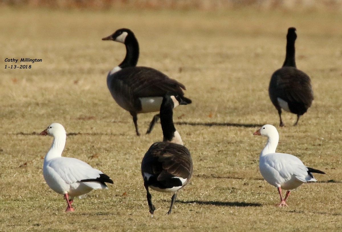 Ross's Goose - ML81747411