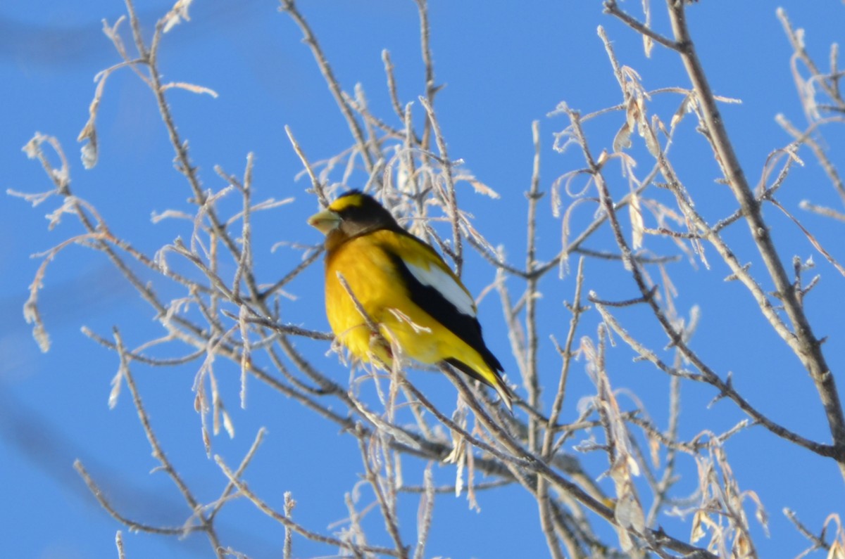 Evening Grosbeak - ML81748941