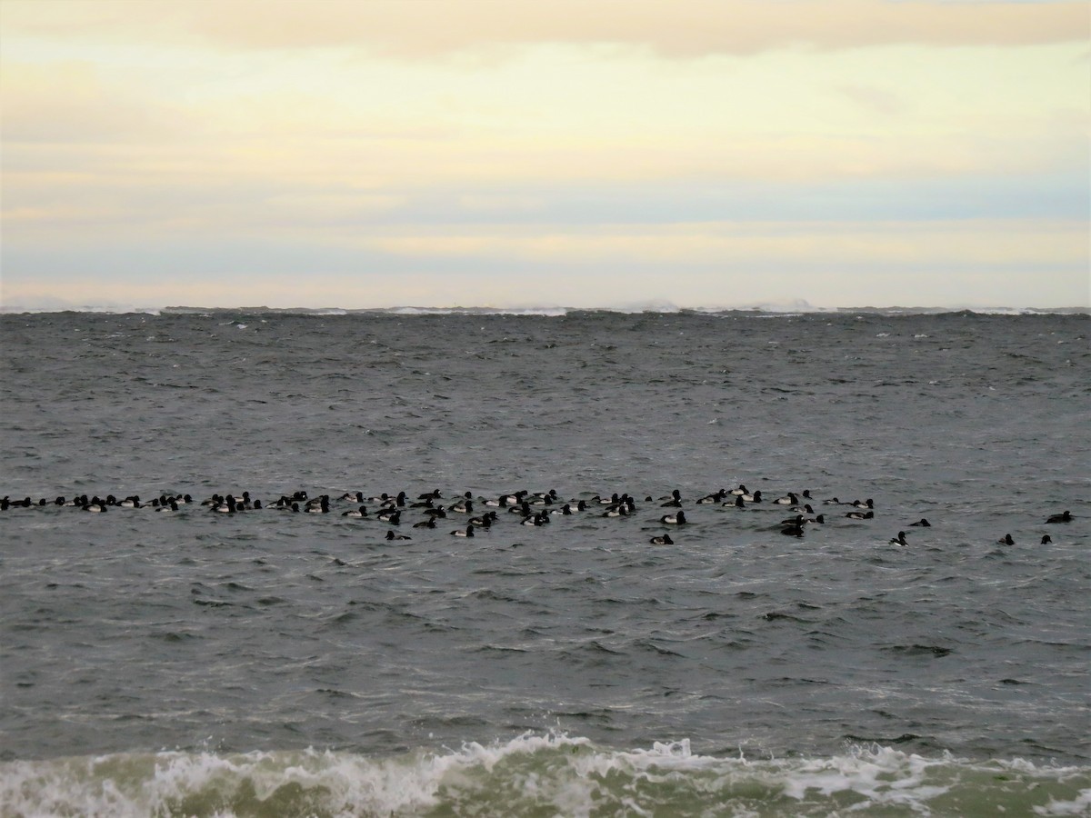 Greater Scaup - ML81749481