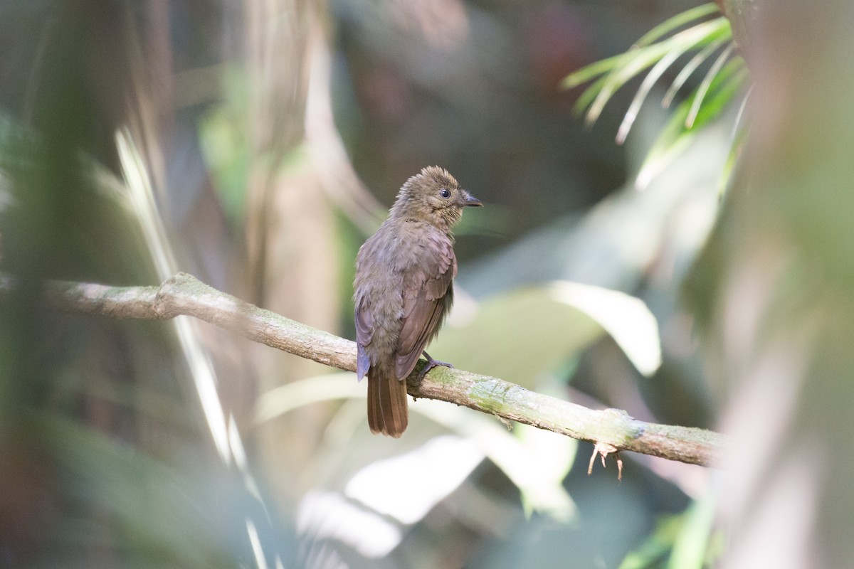Olivaceous Schiffornis - John C. Mittermeier