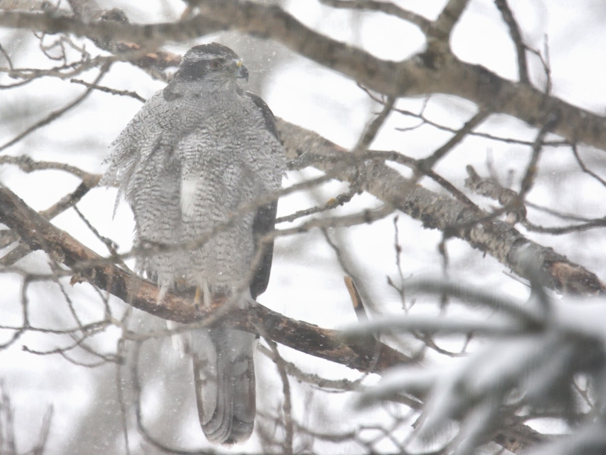 American Goshawk - Yves Darveau