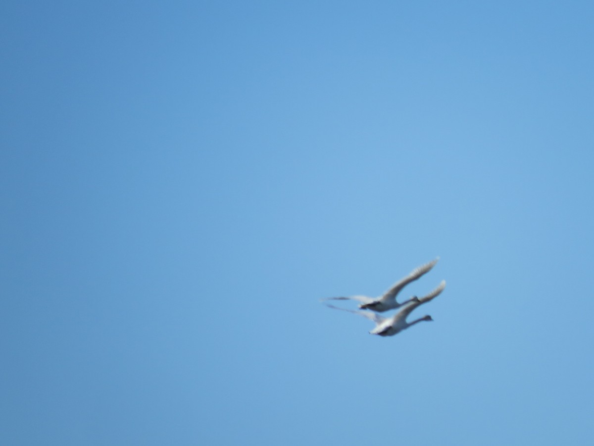 Mute Swan - ML81751641