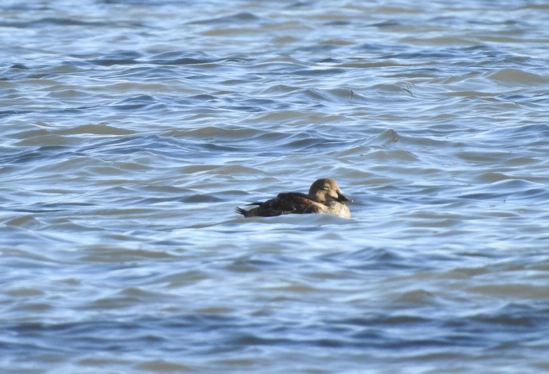 King Eider - Sherry Lane