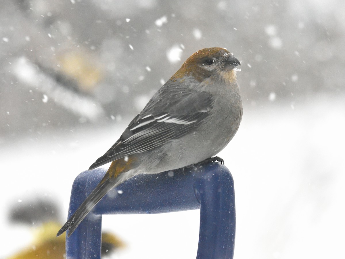 Pine Grosbeak - ML81751861