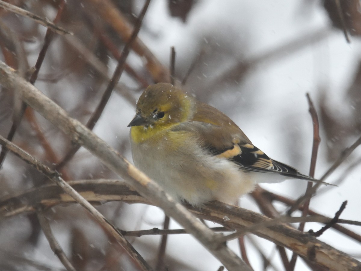 American Goldfinch - ML81752091