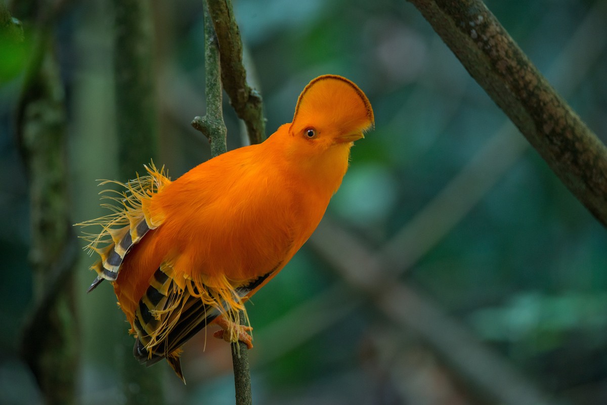 Guianan Cock-of-the-rock - ML81752241