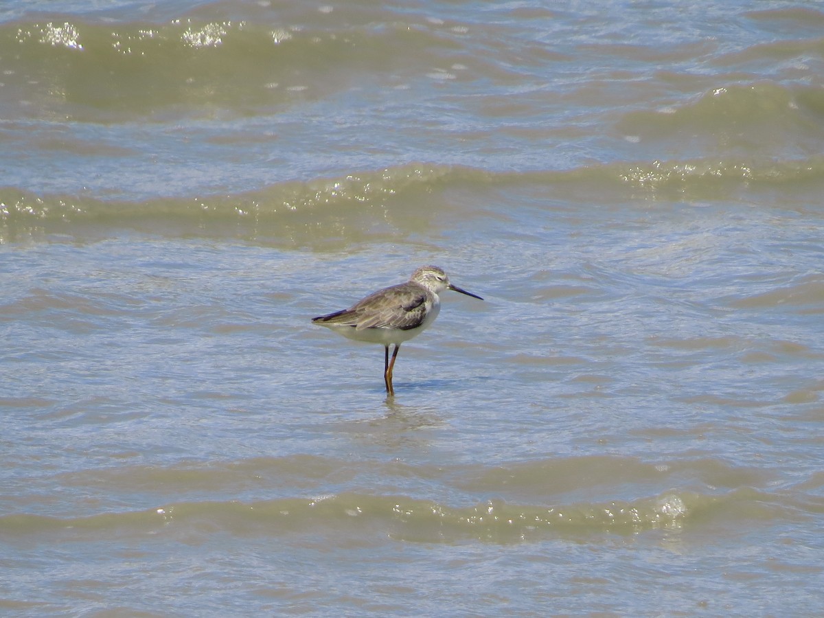 Marsh Sandpiper - ML81752811